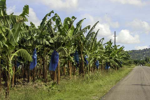 Royal Bakoena Lodge